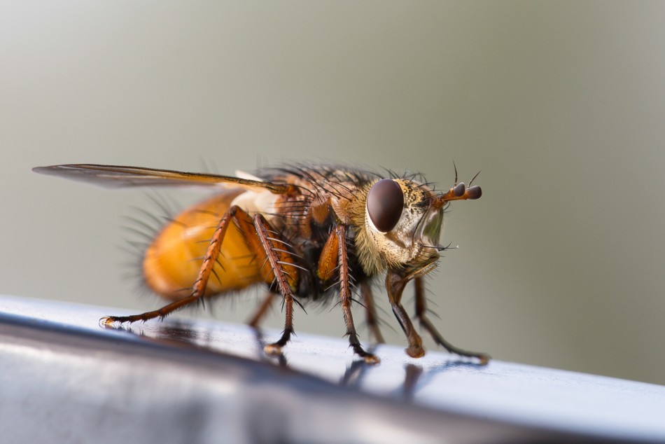 Mucha. . Zdjęcie 338263