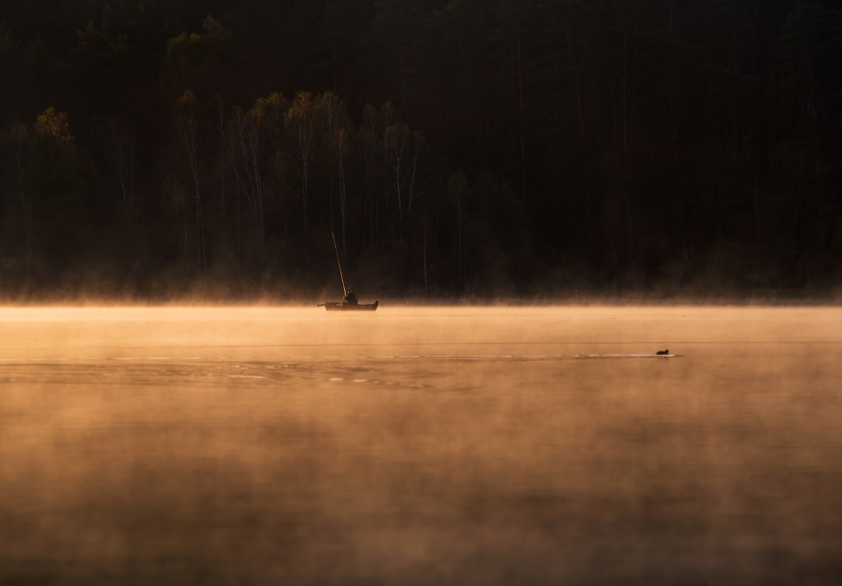 fotoel - pod lasem. PE proszę. Zdjęcie 91286