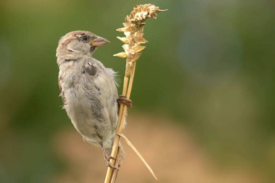 roman53 - . . Zdjęcie 291306