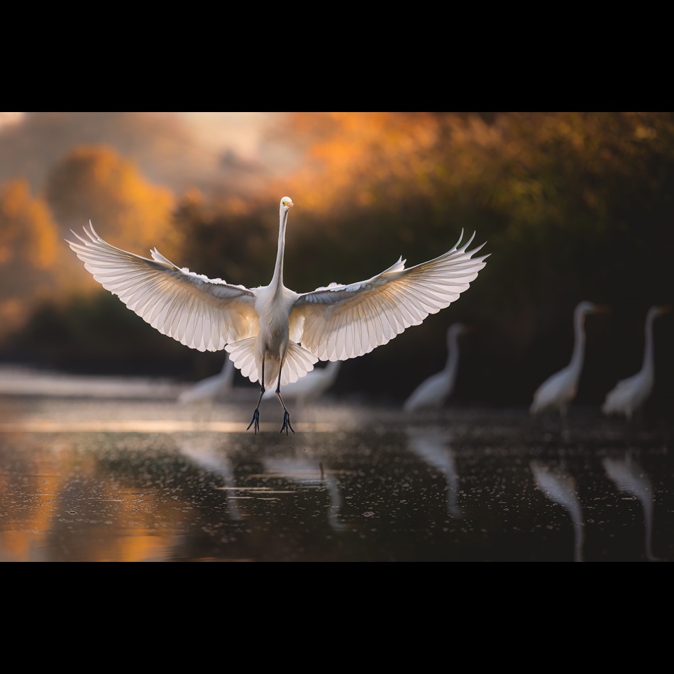 biała. . Zdjęcie 337077