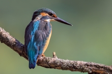 Zimorodek (Alcedo atthis)