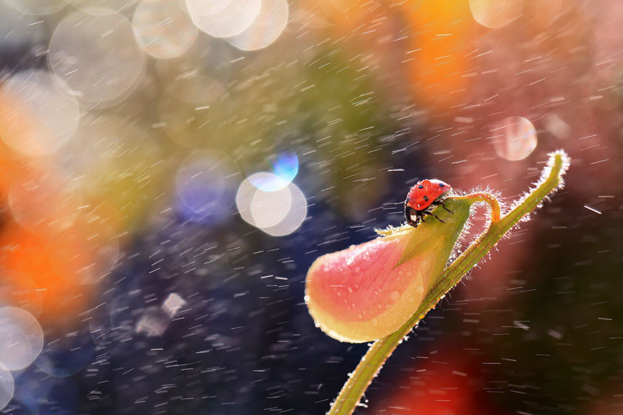 bluejeans - Pod wiatr. . Zdjęcie 115000