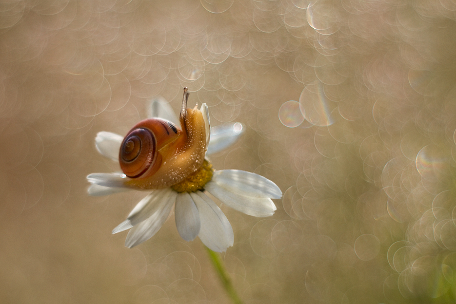 agnez - Modlitwa o deszcz. . Zdjęcie 123621