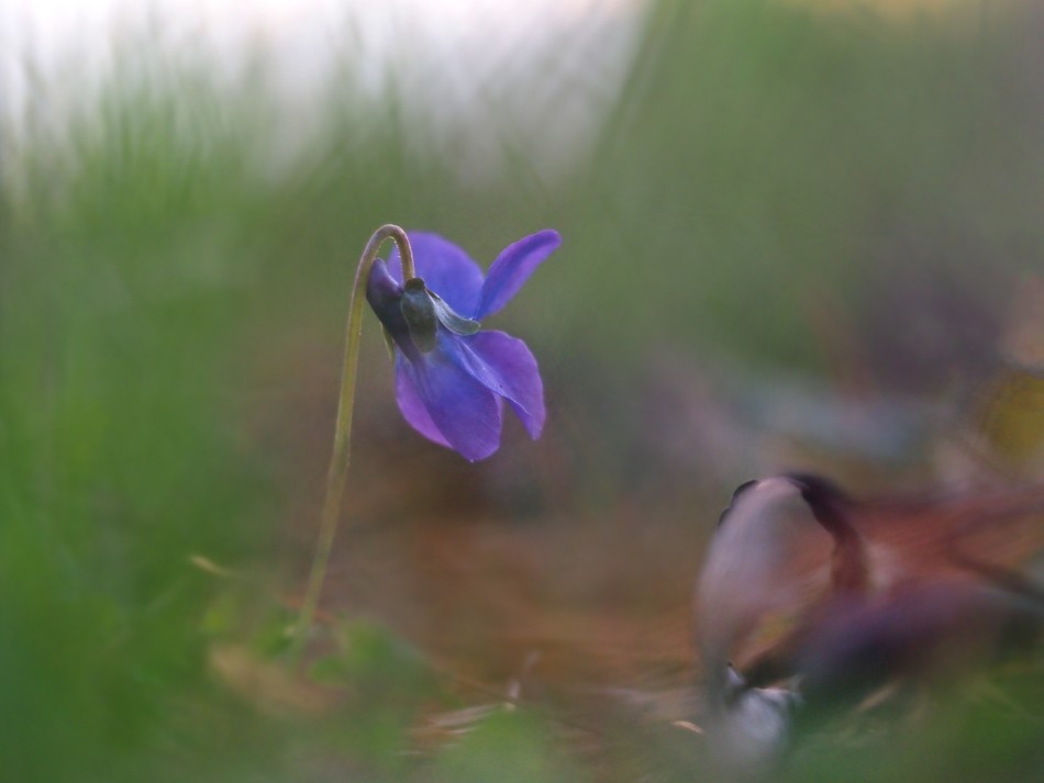  fiołek w porannej rosie. . Zdjęcie 339503