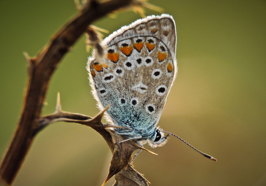 dementi100 - motylek. takie tam z lata . Zdjęcie 113805