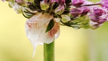 Allium giganteum