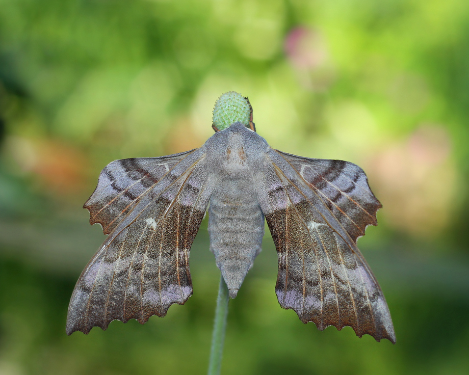 ktosiu - ***. . Zdjęcie 94679