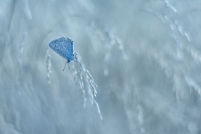 Modraszkowy modry blues...