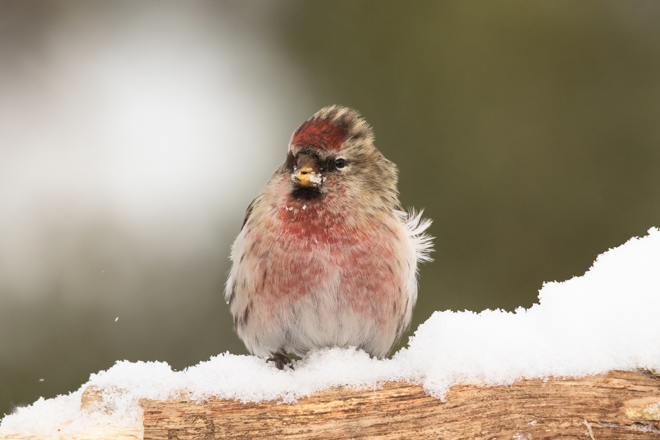 roman53 - czeczotka. . Zdjęcie 283335