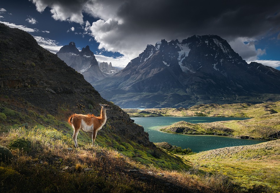 Guanaco w Torres del Paine. Patagonia, Chile, 01.2026. Zdjęcie 339306