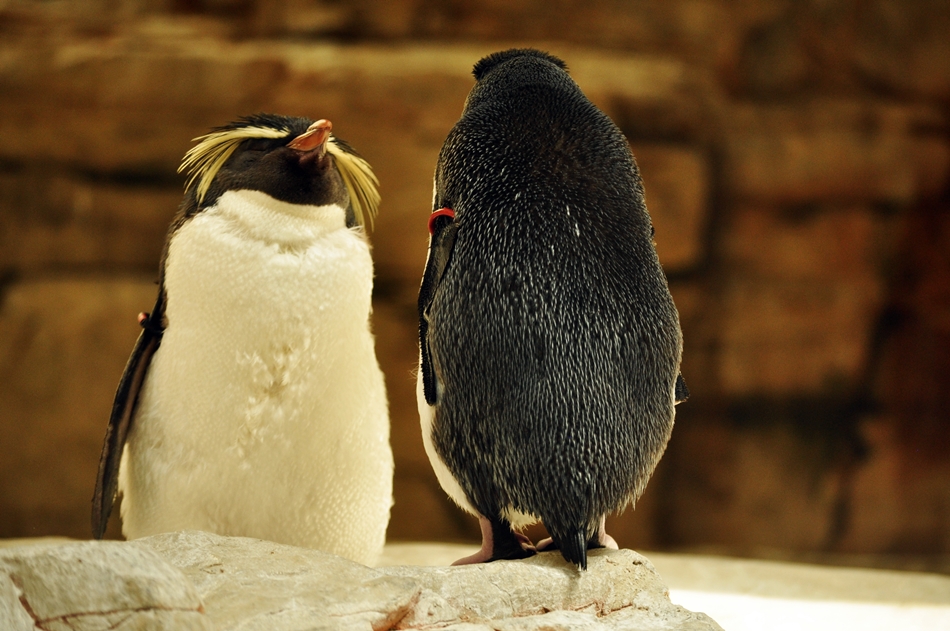 peggib - pingwiny2. . Zdjęcie 86185