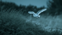 Nocny łowca 