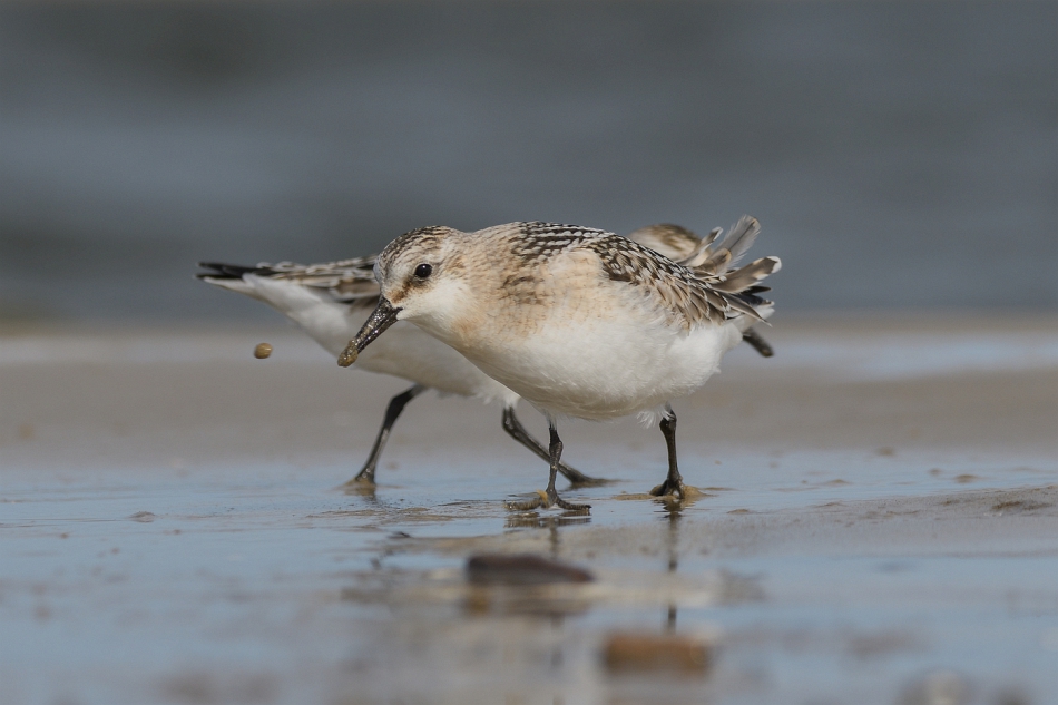 tomeq67 - Mijanka.. Piaskowce.. Zdjęcie 306675