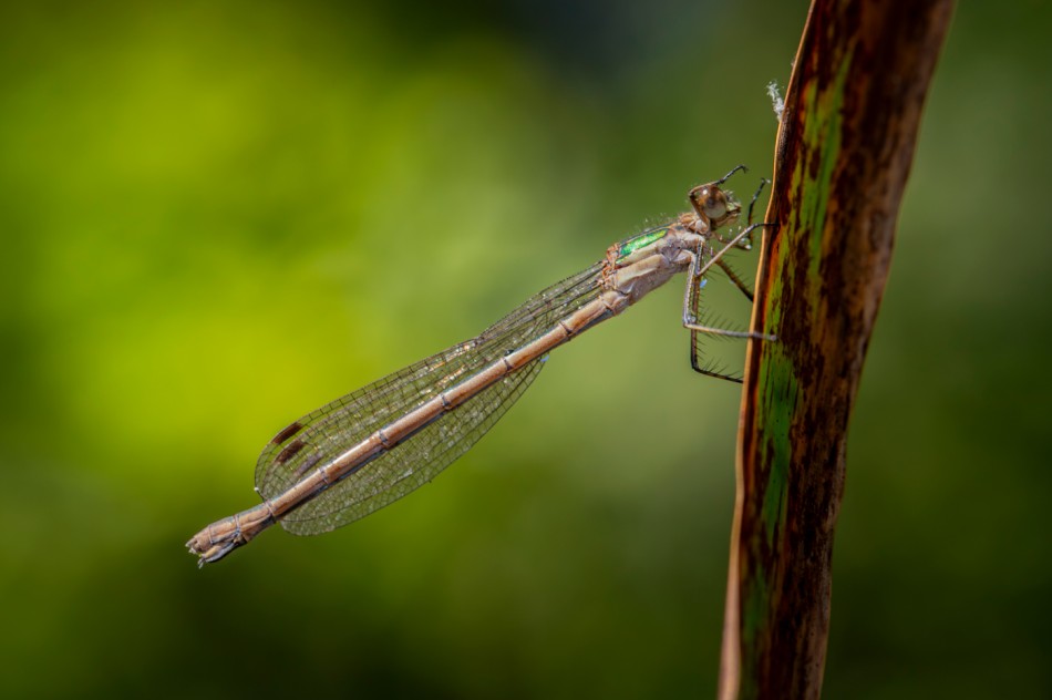 Ważka. . Zdjęcie 338969