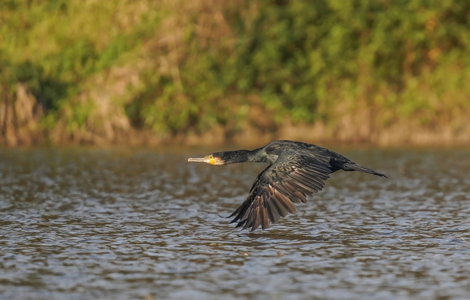amigamedia - Lotnik. Kormoran (Phalacrocorax carbo). Zdjęcie 295001