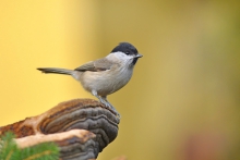 Uboga