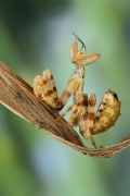 ,Creobroter gemmatus.