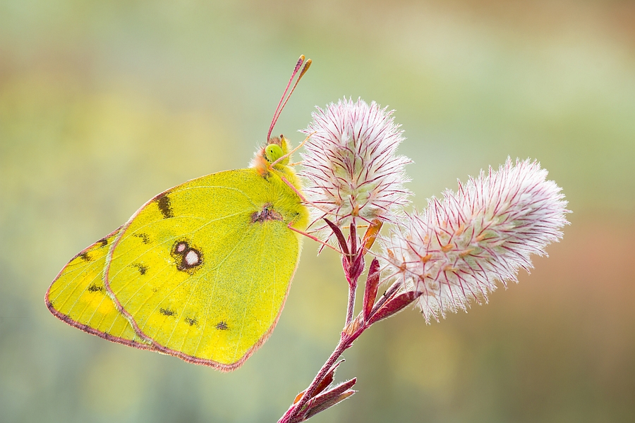 grzegorz - szlaczkon. . Zdjęcie 149843