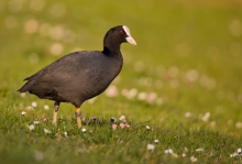 Łyska - Fulica atra