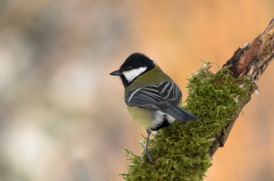 roman53 - . . Zdjęcie 313998