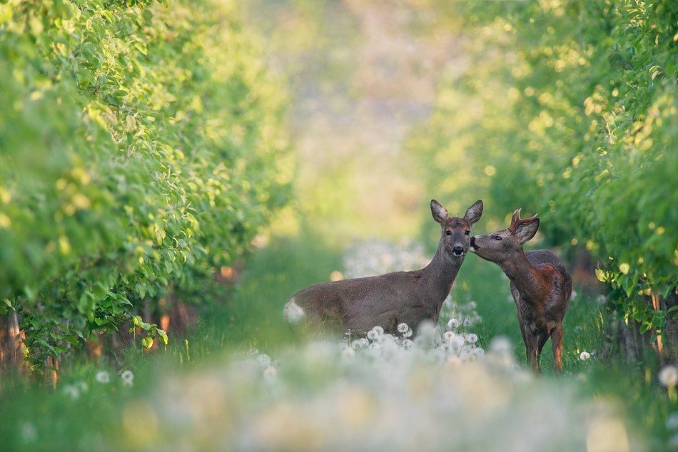 I am still loving you...stara. . Zdjęcie 338977