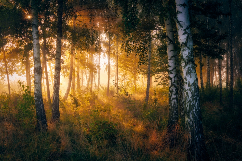 shooter76 - Gold in the forest. . Zdjęcie 317735