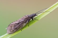 Sialis lutaria