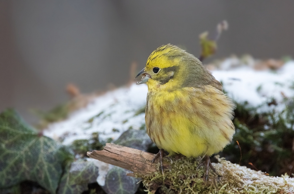 roman53 - Trznadel. . Zdjęcie 321218