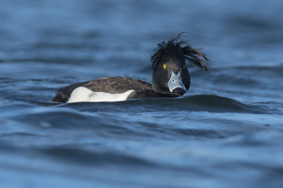 Czupirek. Czernica. . Zdjęcie 310364