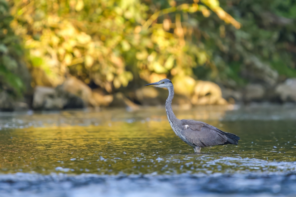 amigamedia - Jesienna czapla. Czapla siwa (Ardea cinerea) Przyroda naszego regionu. Sony ILCE-1+Sony SEL200600G FE 200-600mm f/5.6-6.3 G OSS. Przysłona: F/6,3-Czas ekspozycji-1/1000 s-ISO-2000-Ogniskowa:-600 mm.. Zdjęcie 335496