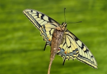 ,Papilio machaon.