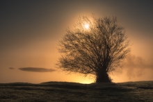 Woodlamp