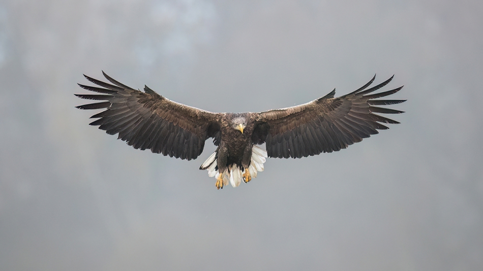 rybo_lub - Z mgły. . Zdjęcie 310002