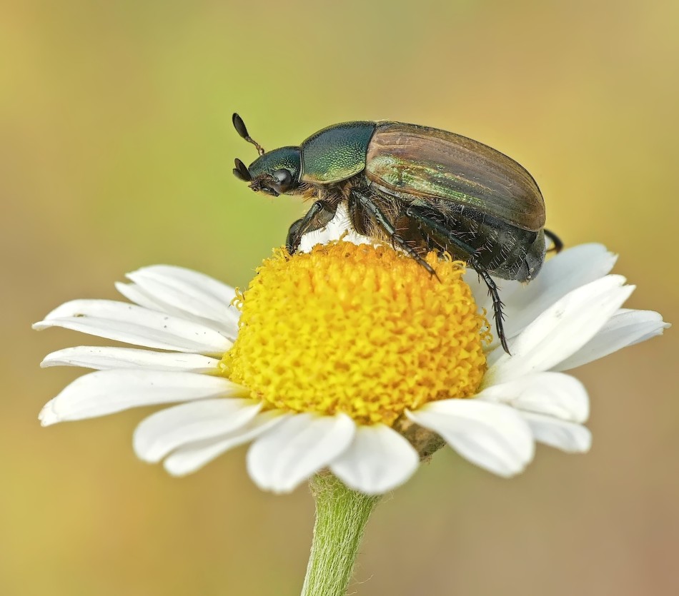 Owad na kwiatach: piękno przyrody. . Zdjęcie 339419