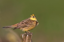 Trznadel (Emberiza citr...