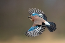 Sójka, Eurasian Jay (Ga...