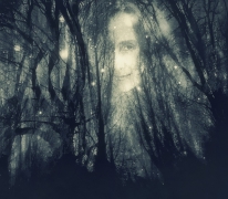 Into the Woods...