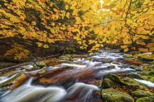 Waves of Autumn