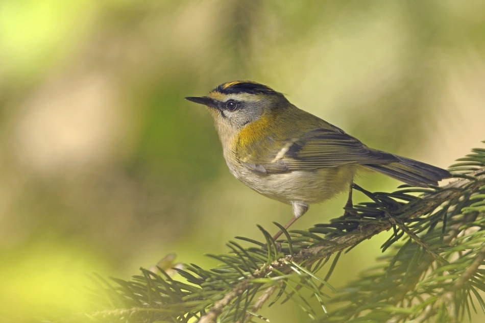 bodzio - Zniczek . . Zdjęcie 336604