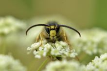 Yellow jacket.