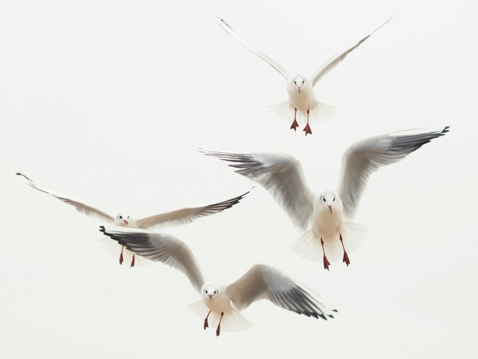 Akcja. . Zdjęcie 339525