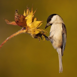 Czarnogłówka (Poecile montanus)