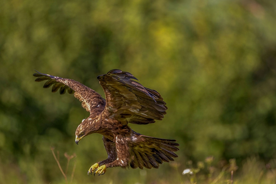 rybo_lub - Uciekaj myszko. . Zdjęcie 326622