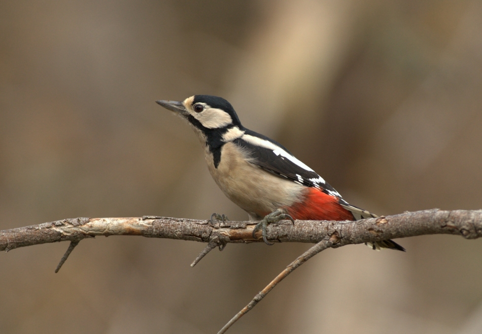 Rafal77 - Dzieciol duzy. . Zdjęcie 321097