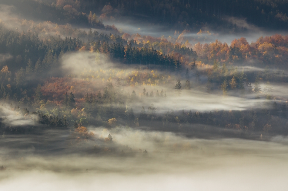 The Cool Breath of the Forest.... . Zdjęcie 336728