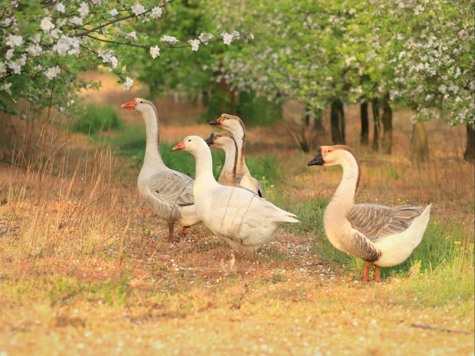 Poranek w sadzie. . Zdjęcie 338002