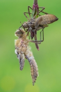 Cordulia aenea