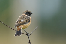 Kląskawka, Stonechat (S...