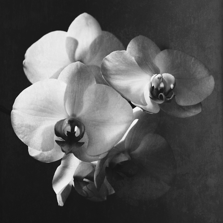 fosa - . . Zdjęcie 265994