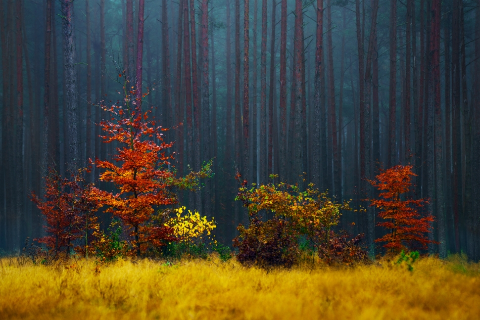 Magia jesieni. Zanurzyłem się ostatnio w leśnym pejzażu, gdzie złoto, czerwień i pomarańcz tańczą wśród drzew, a mgła w tle dodaje nuty tajemniczości.. Zdjęcie 336922